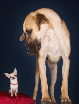 Dog Breed Height Chart